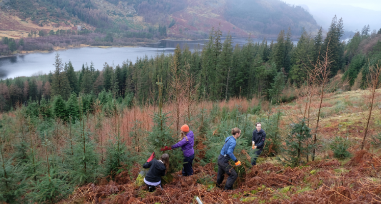 Wide shot looking down at a group of Young Rangers removing conifer with Thirlmere in the background