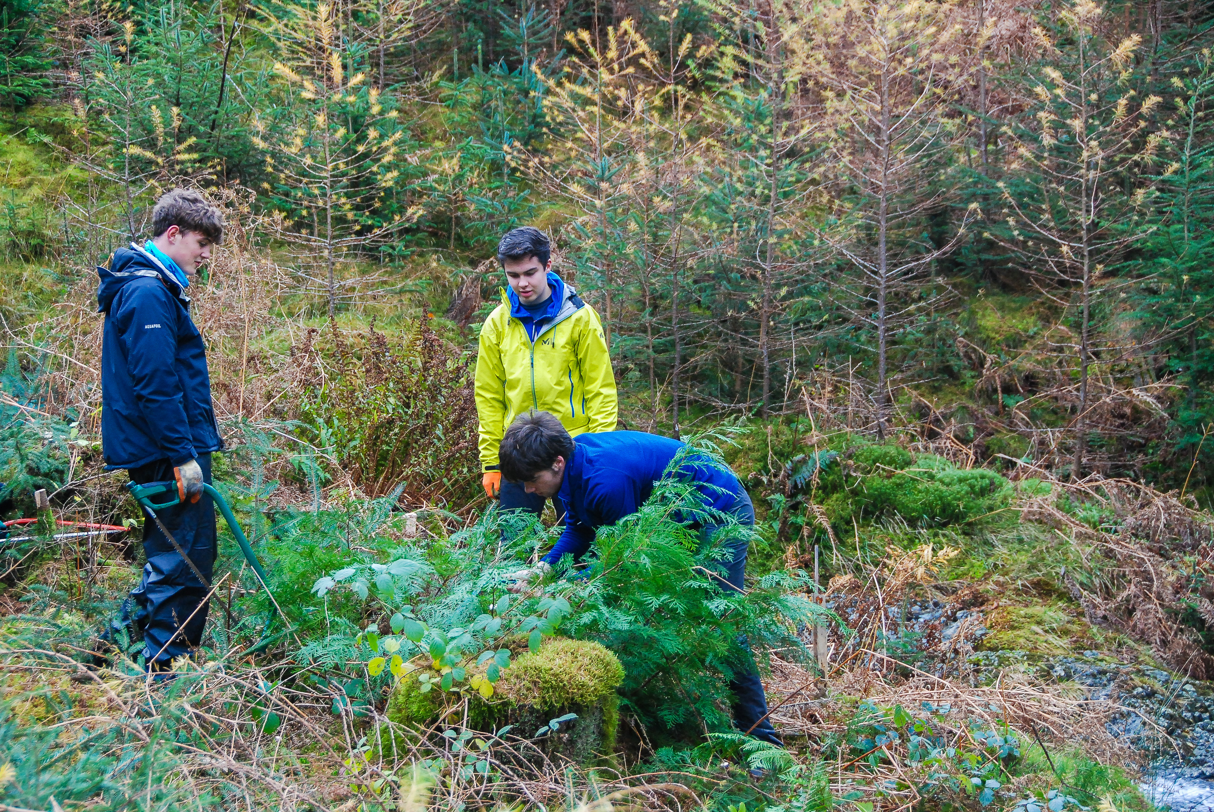 Young Rangers removing non native conifers