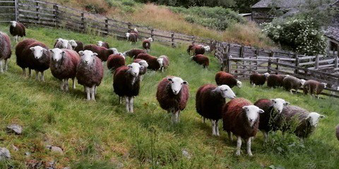 Herdwick Sheep on the Fellside