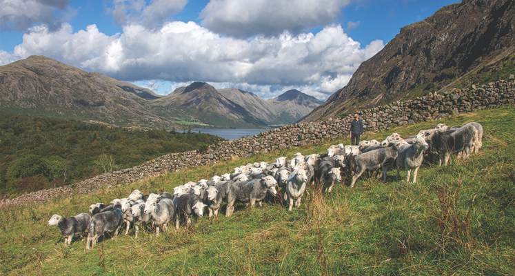 Herdwicks. Credit David Stephenson