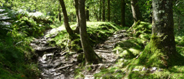 Pathways through Langdale woods