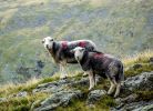 Borrowdale - Two Herdwicks @ Andrew Locking