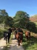 Cattle out to graze on the fells - Andrea Meanwell