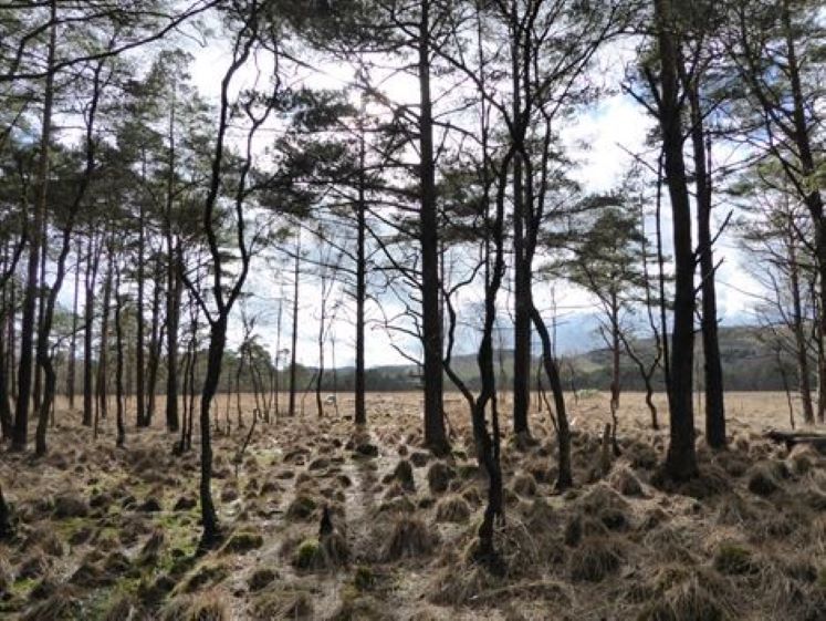 Rusland Moss Woodland