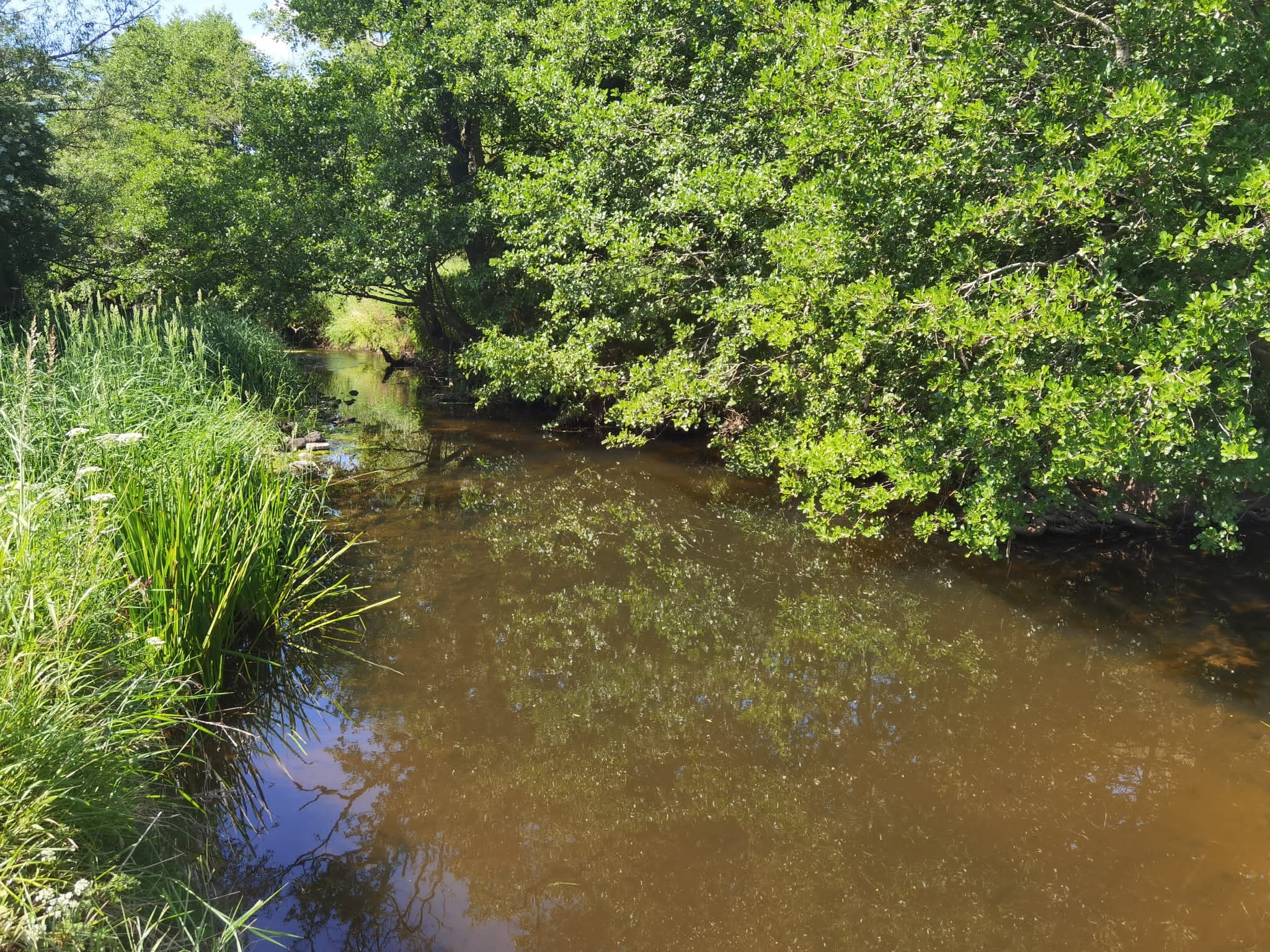 Eden Catchment - Nutrient Neutrality North West