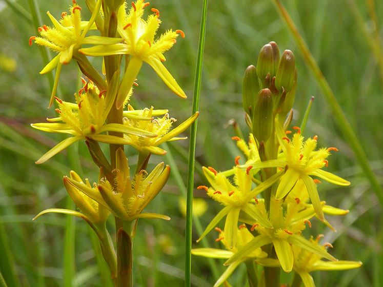 Eycott Hill Bog