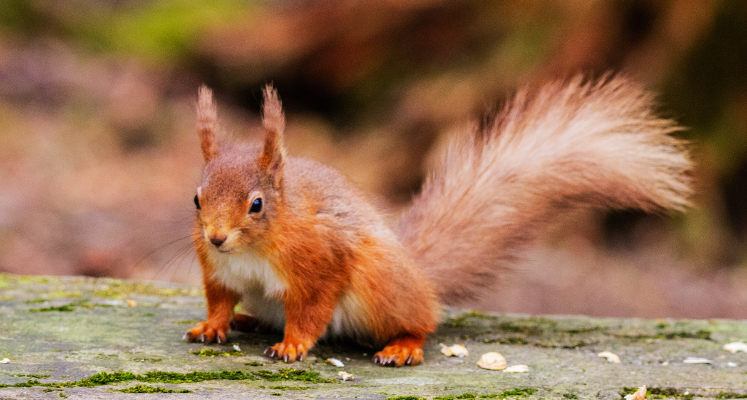 tufty-eared and bushy tail red squirrel sat on a stone wall