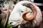 Herdwick at Eskdale show @ John Hodgson