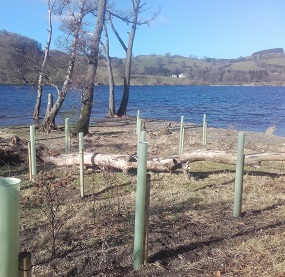 New trees being planted on the shore of Ullswater