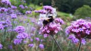 Bee on a flower