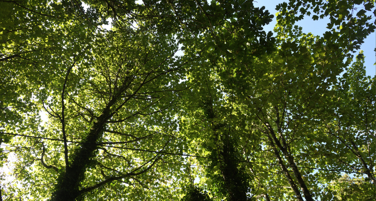 looking up to the sky through tall trees with speckles of blue sky appearing through the leaves