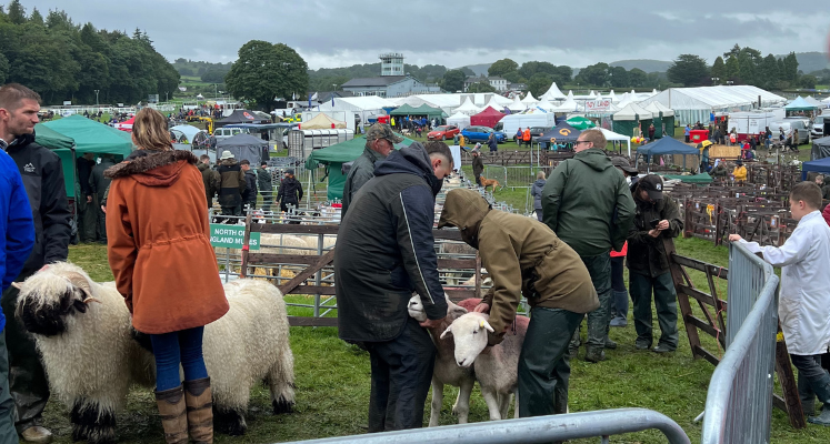 Farmers in a sheep pen holding on to their livestock ready to be judged