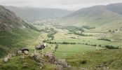 Herdwicks in Langdale - Bill Robertson