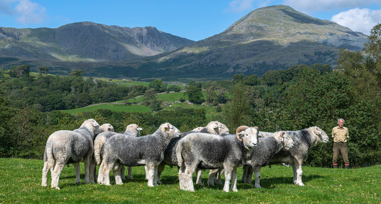 Herdwicks with the Old Man of Coniston. Credit David Stephenson