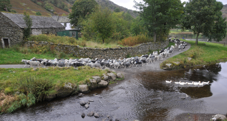 Herdwicks at Watendlath. Photo credit David Stephenson.