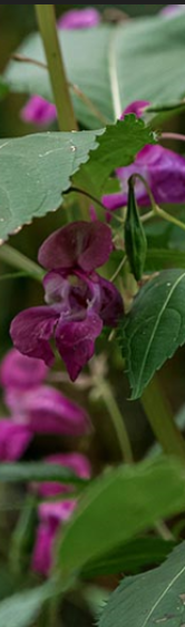 Himalayan Balsam