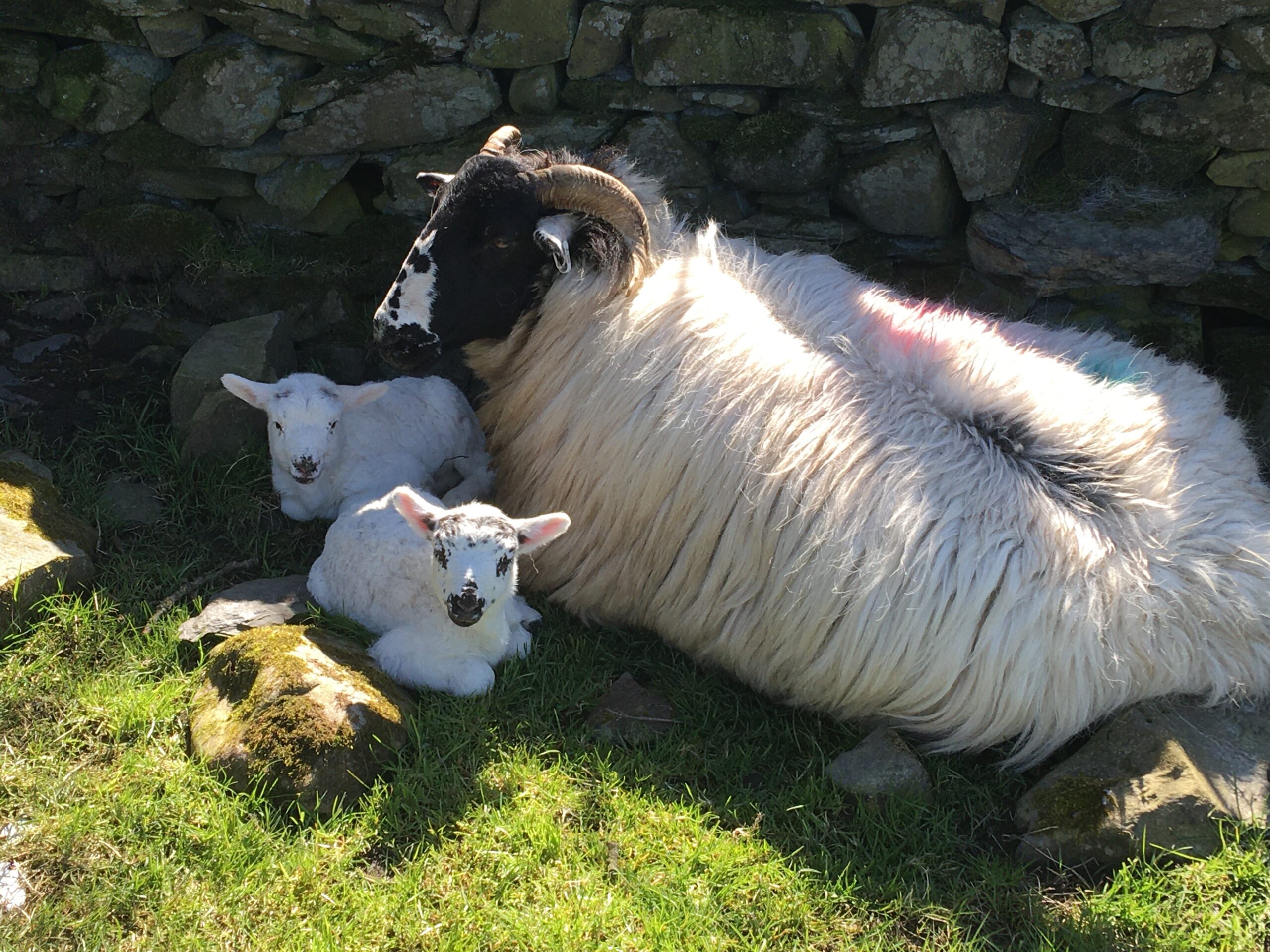 Lake District gets set for spring