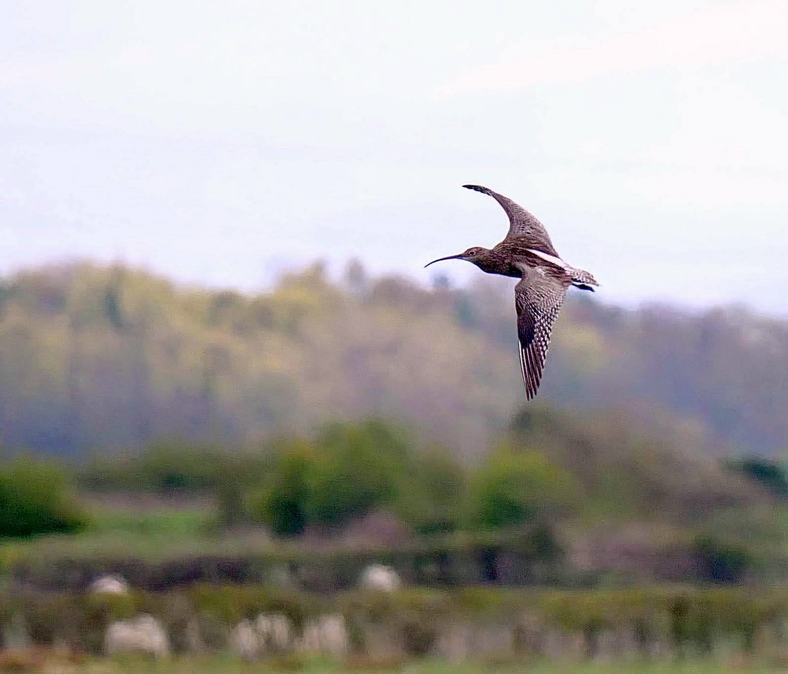 Curlew Recovery South Lakes