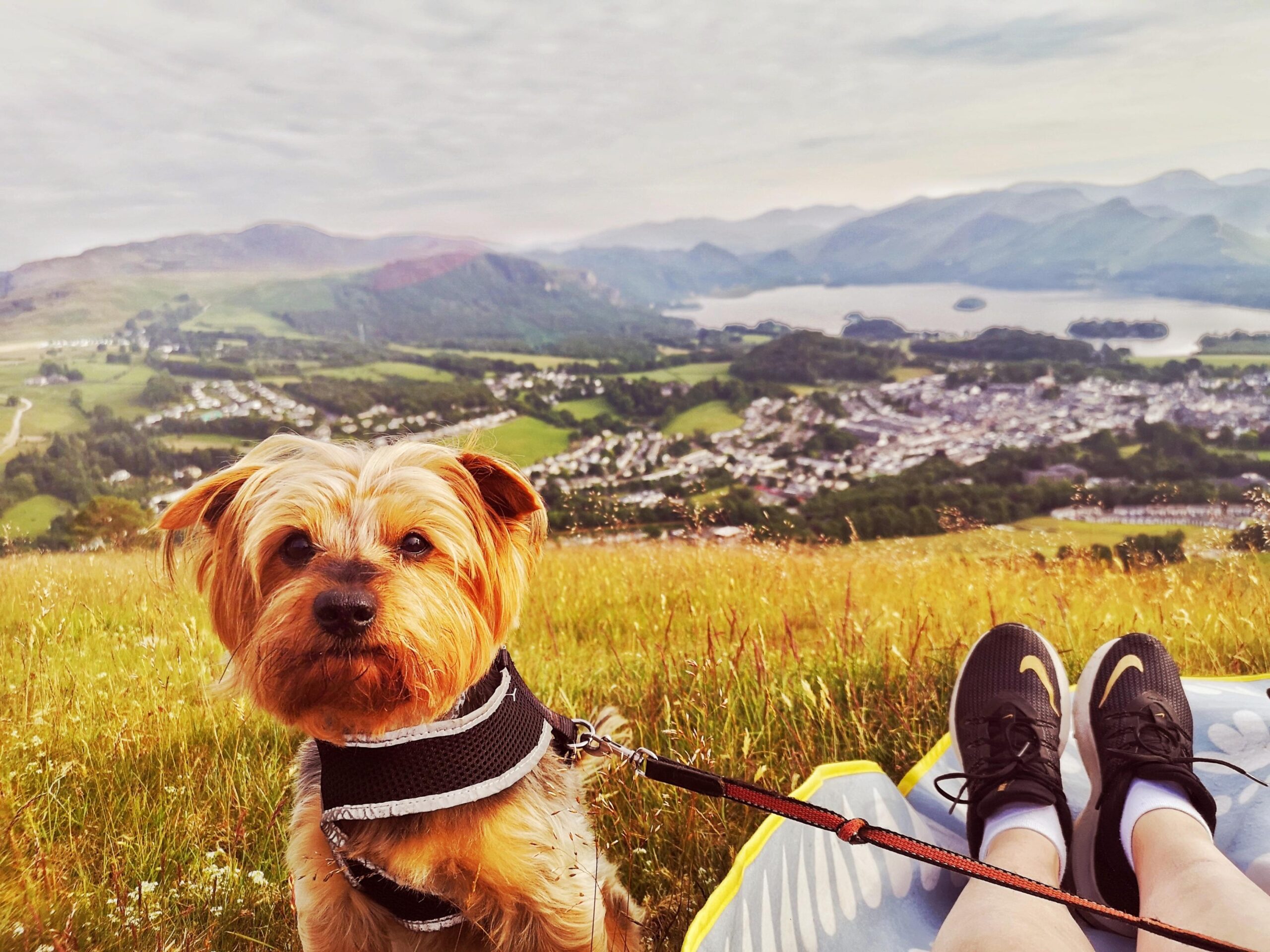 Days out that will make your tail wag!