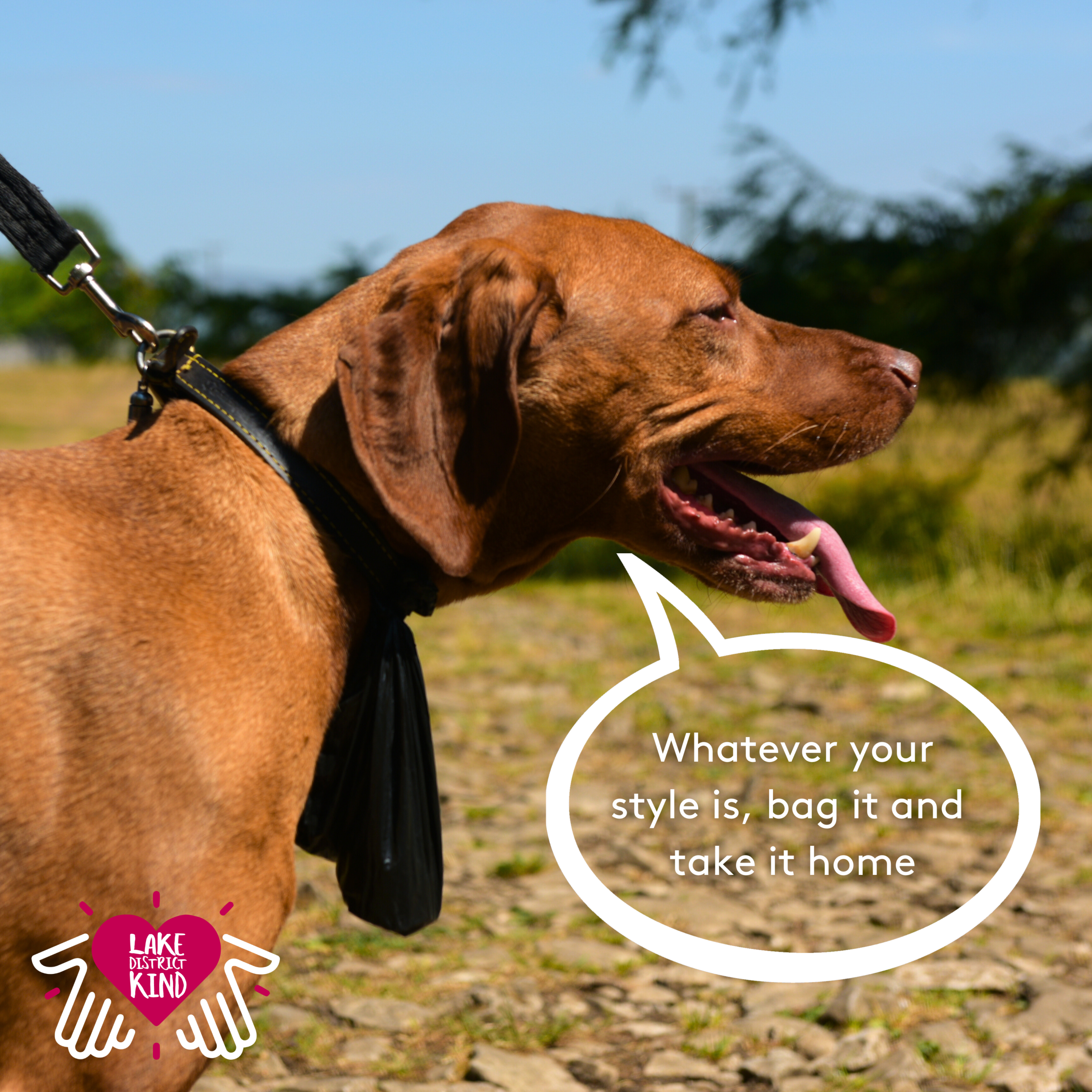 New campaign aims to stop people getting barking mad