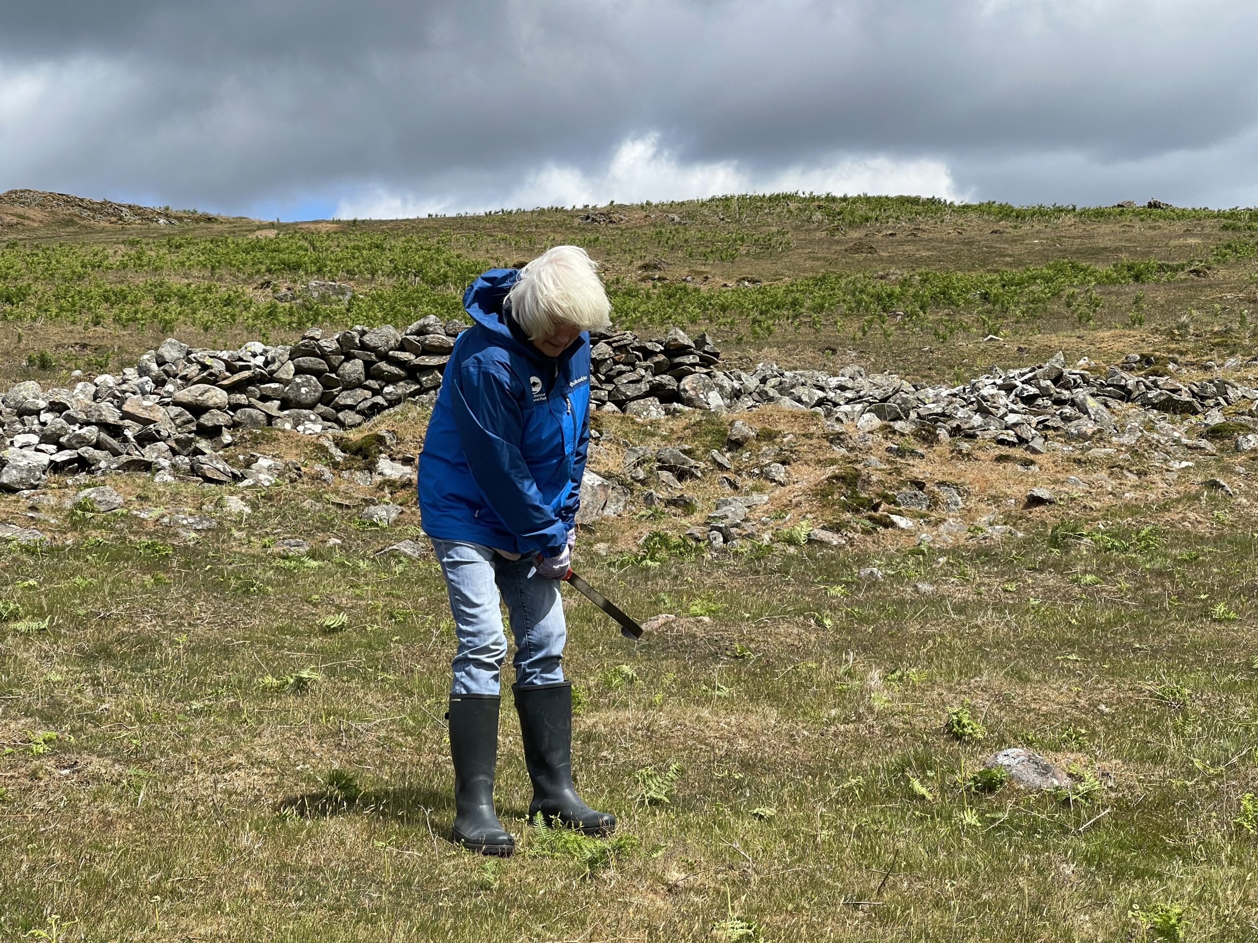 Archaeology volunteers go bracken bashing