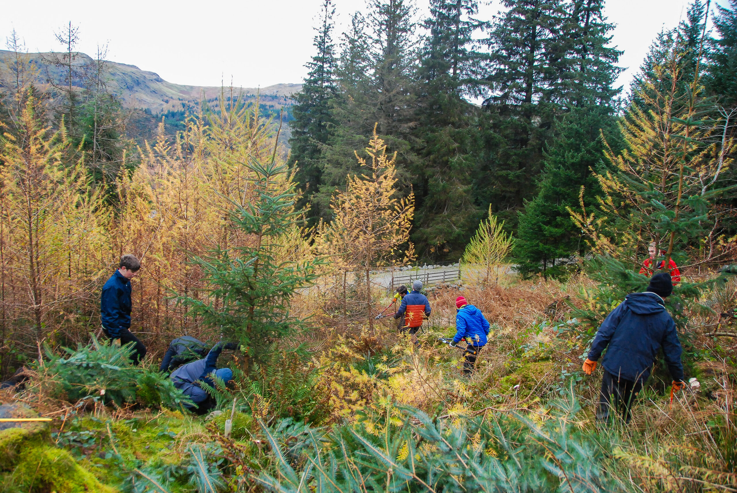 Young Rangers nurture native woodlands