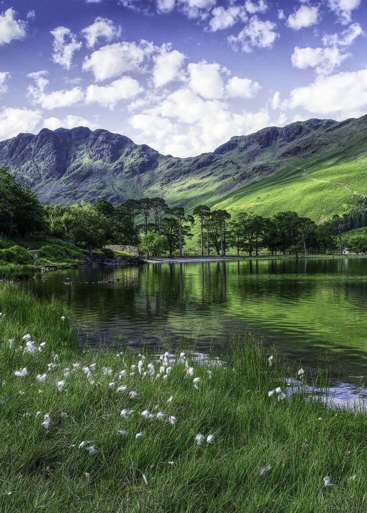 lush green grass, white wild flowers, trees and distant fells surrounding a calm, reflective lake. sunny day with a few white clouds