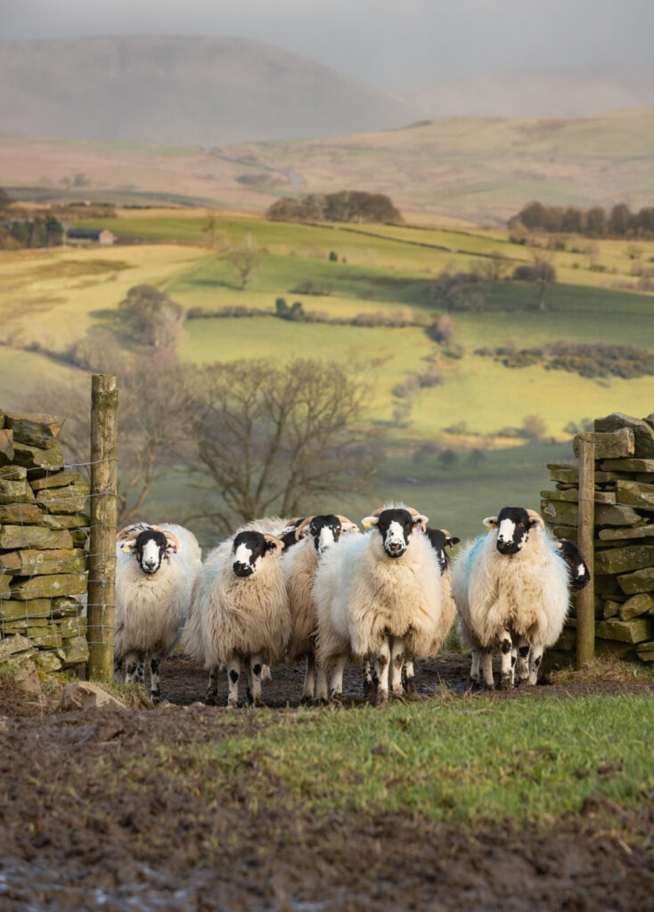 Rough Fell sheep in gateway