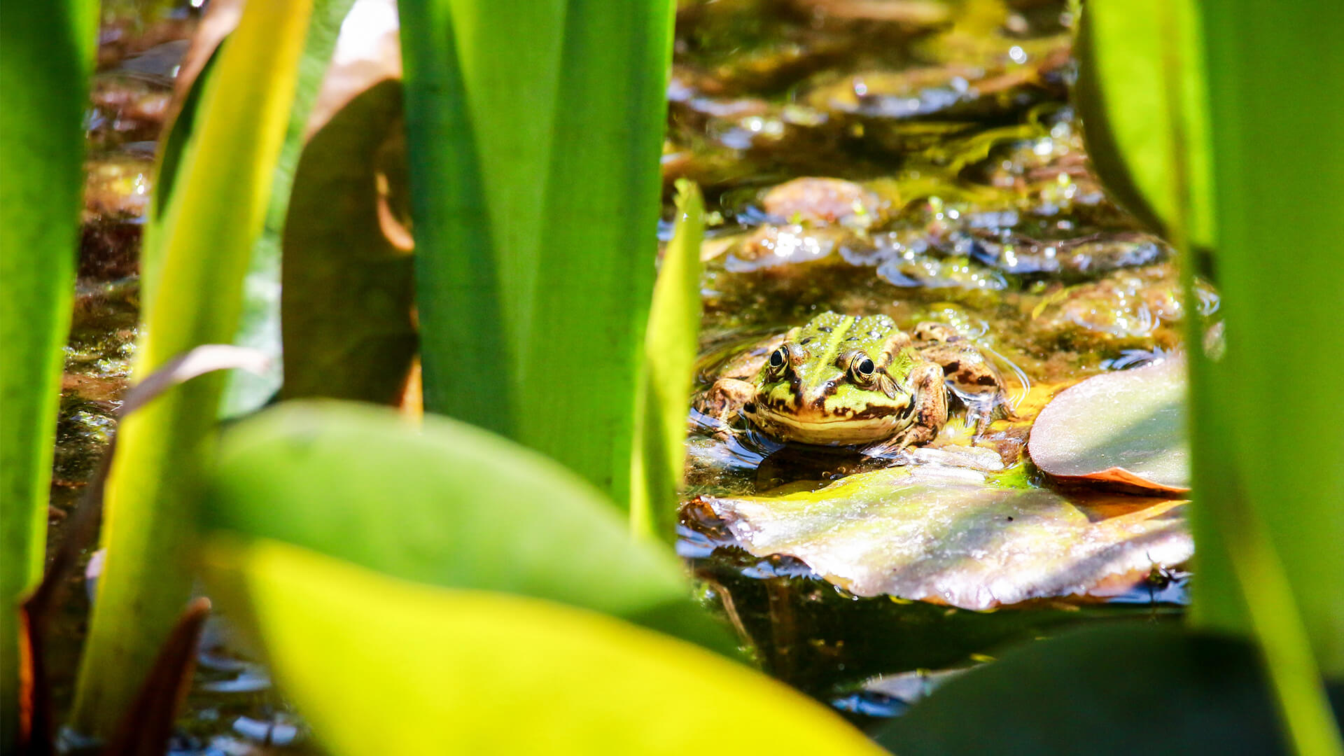 frog in pond amongst reeds