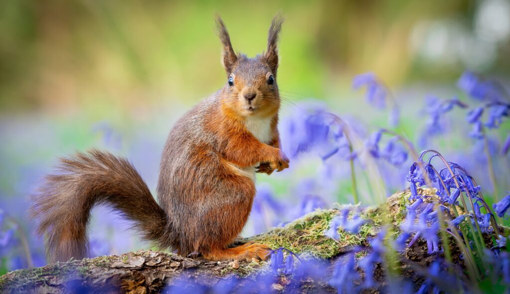Red squirrel amongst woodland bluebells looking at the camera