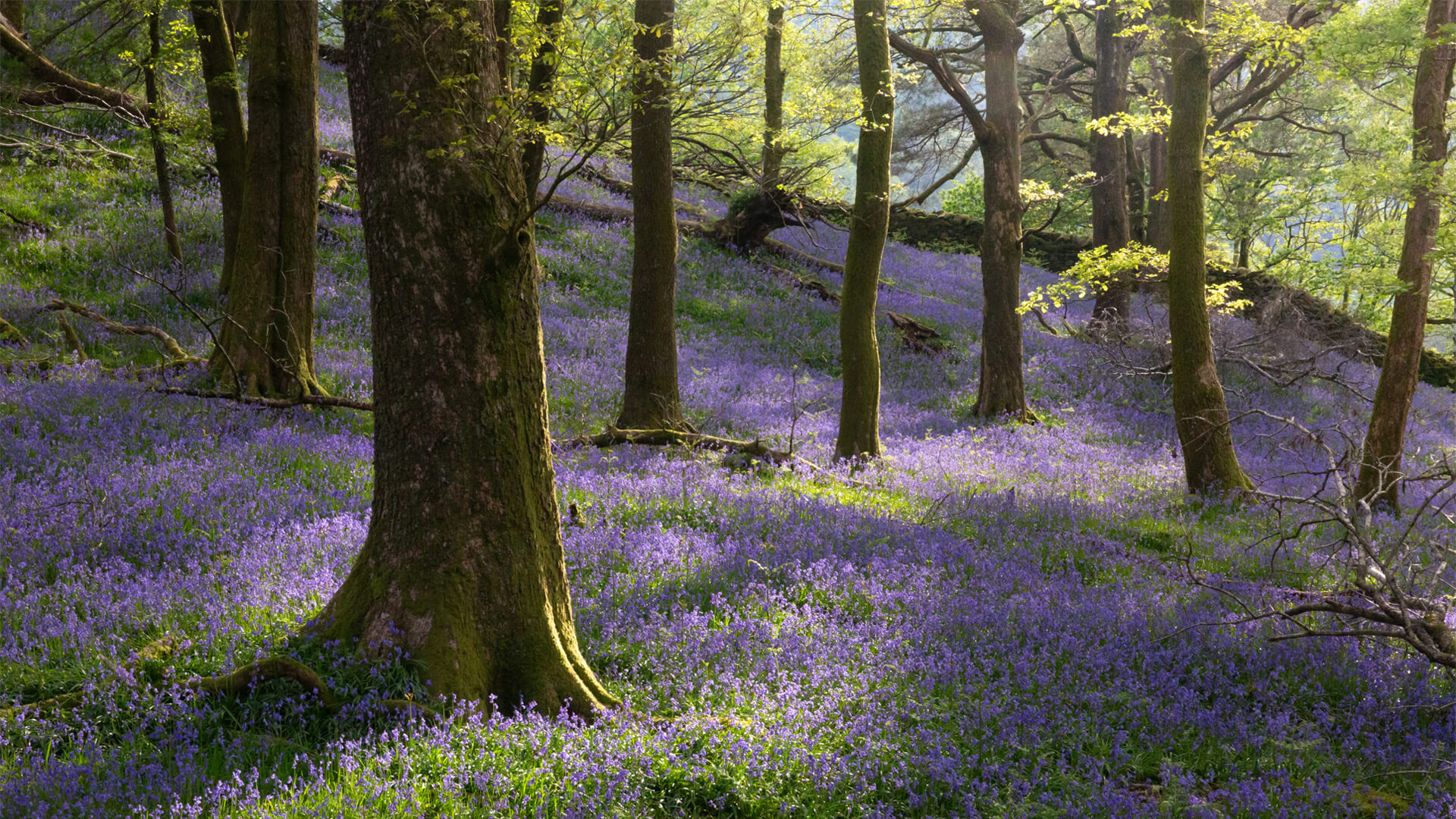bluebells in a woodland