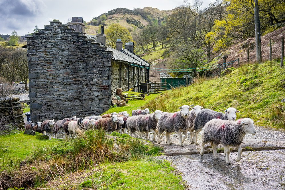 Herdwick Sheep walking on footpath