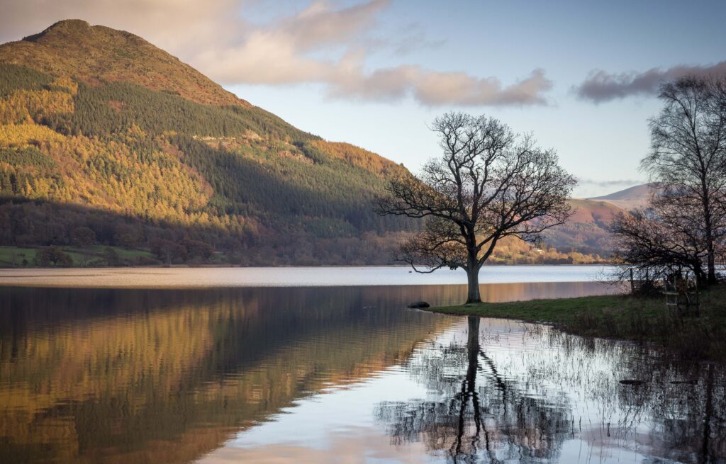 picture of Bassenthwaite Lake reflecting green and orange fells at sunset, leafless shadowed tree on lakeshore in foreground