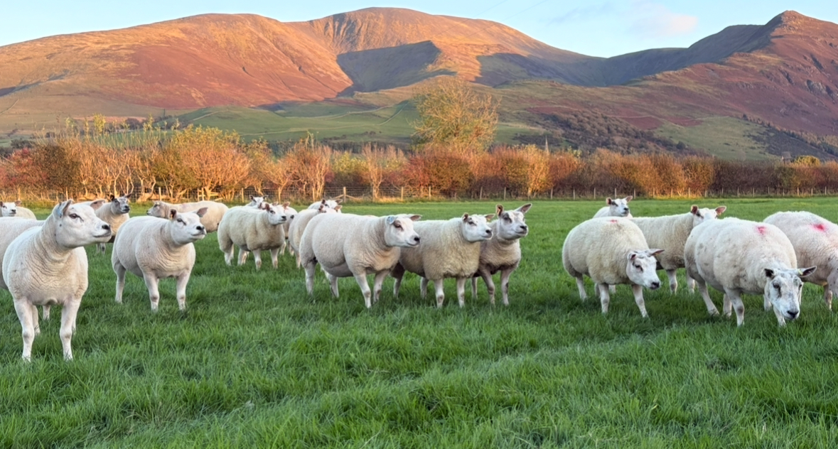 Smarter parasite management at Chapel Farm, Keswick