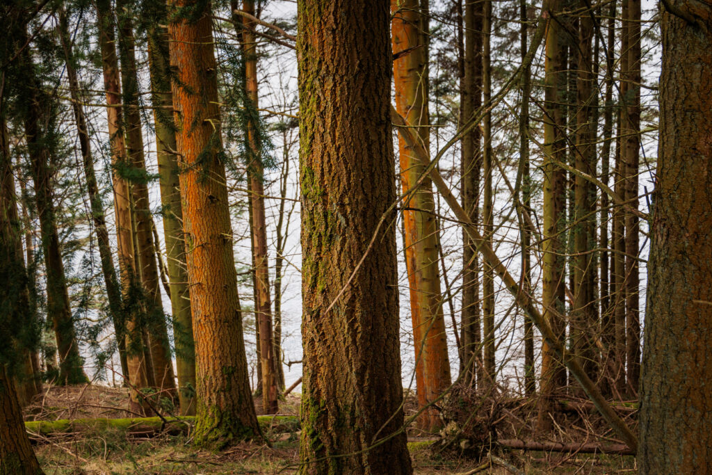 Tree trunks in a woodland