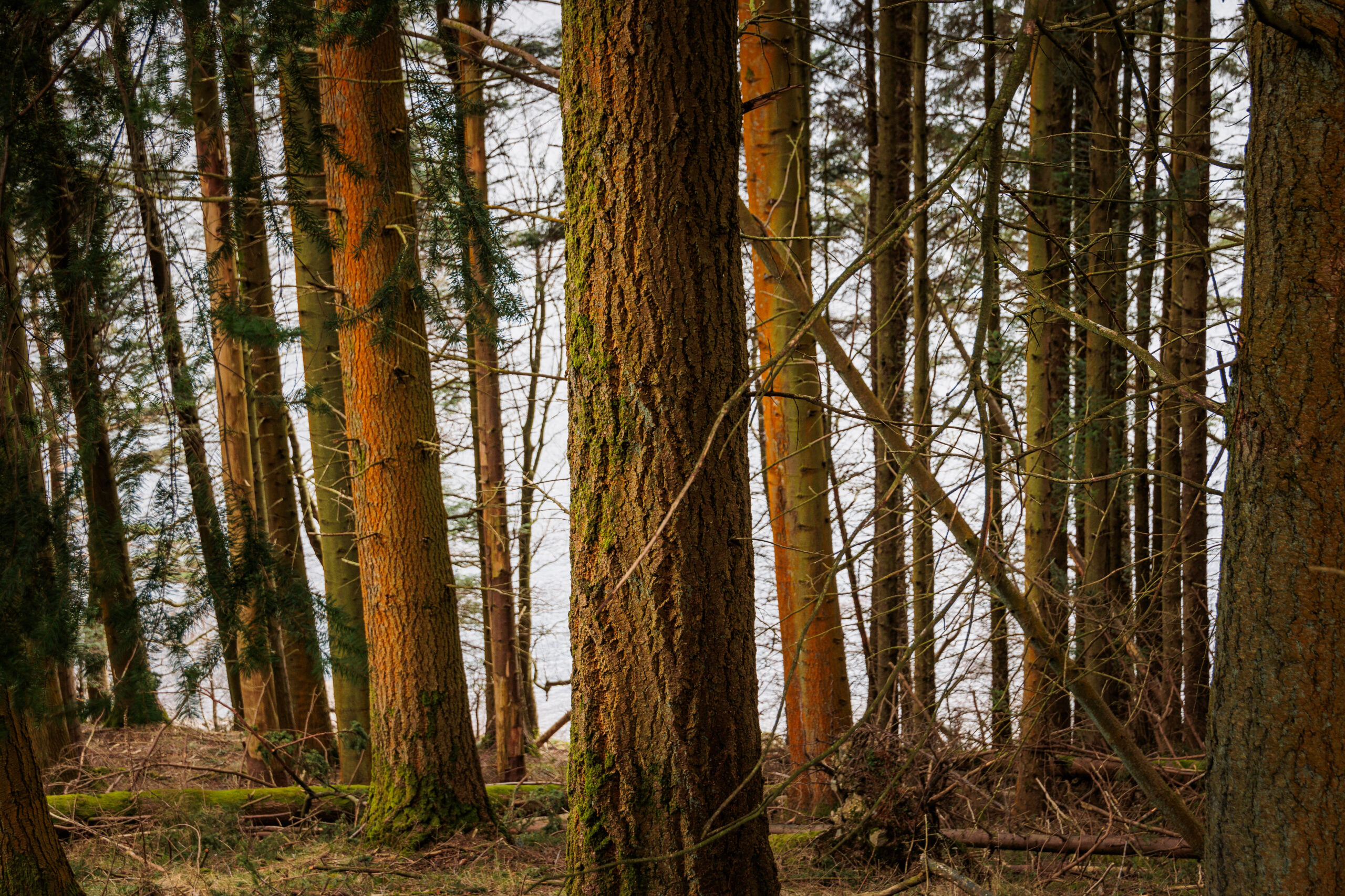 Tree trunks in a woodland