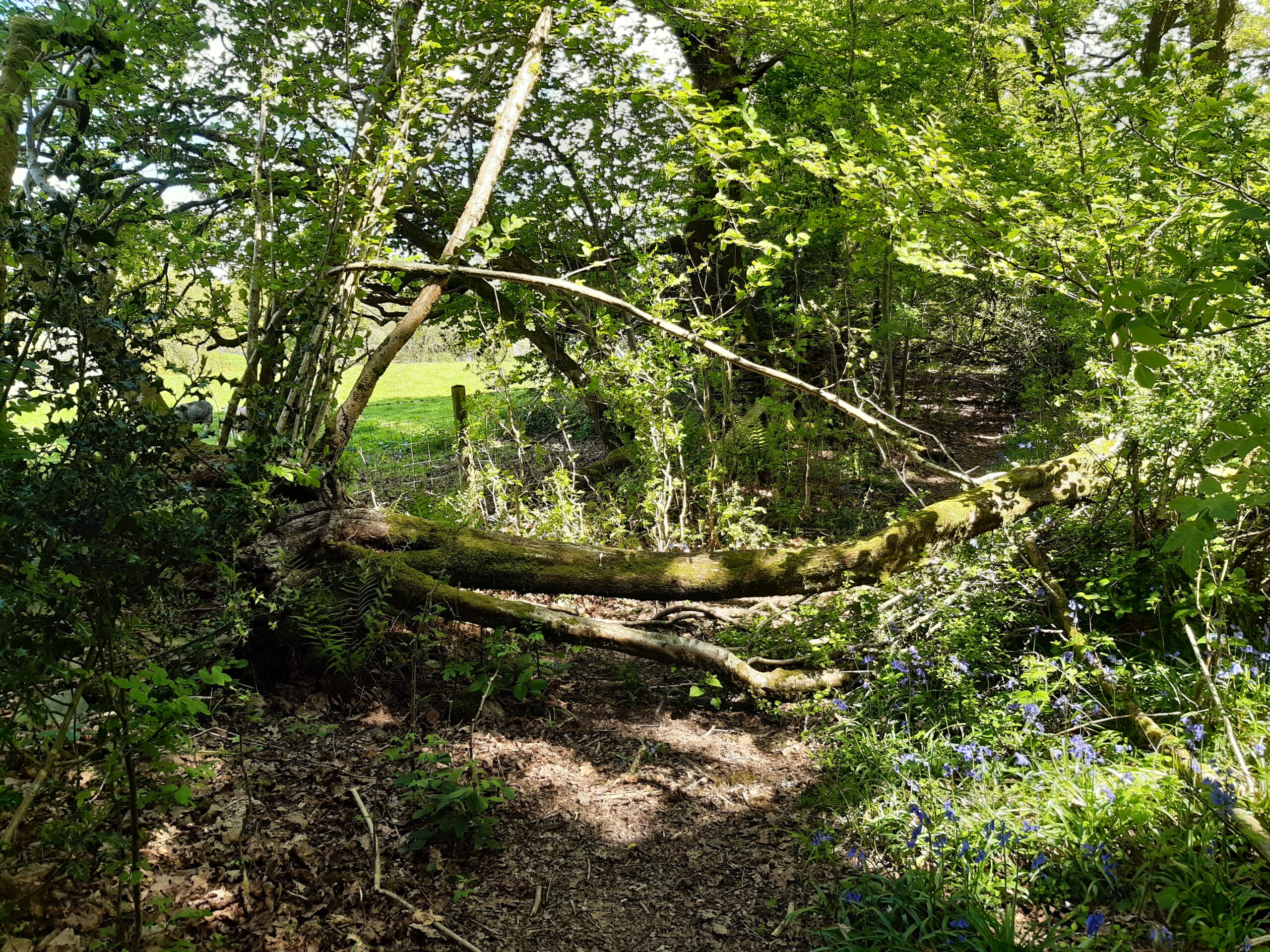 Fallen Tree blocking footpath