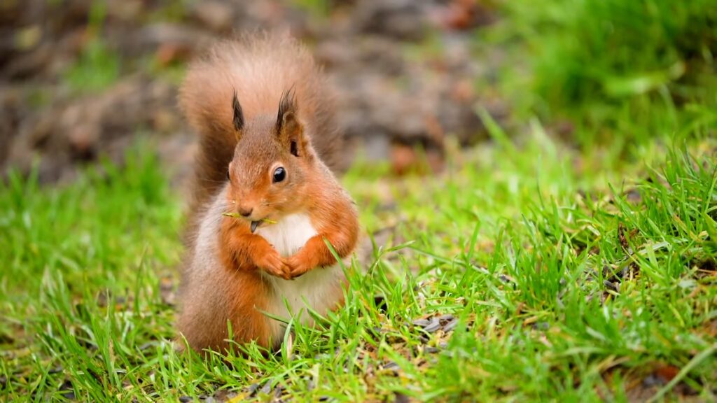 Red Squirrel sitting on grass