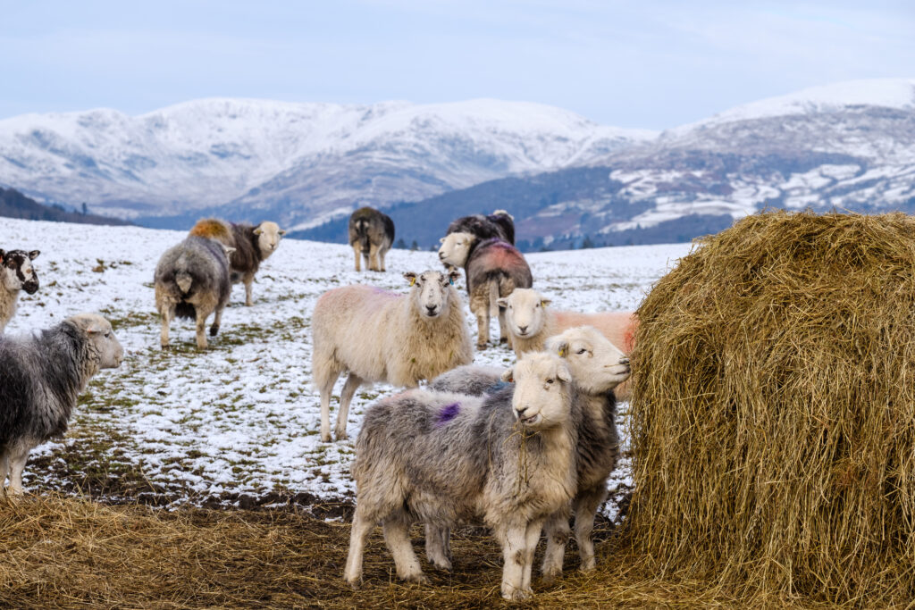 Herdwick sheep on a snowy fell next to a hay bail