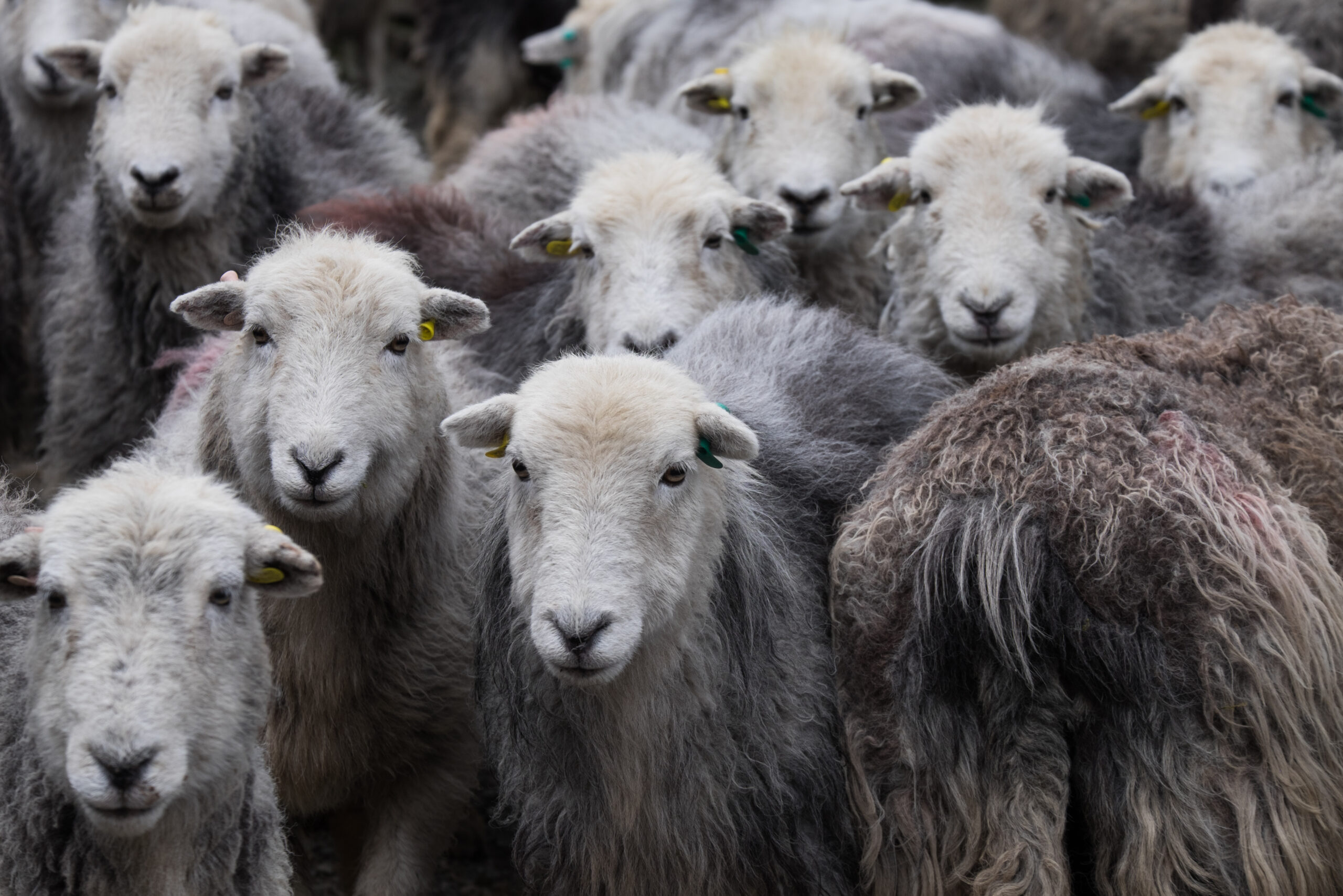 Lots of Herdwick sheep