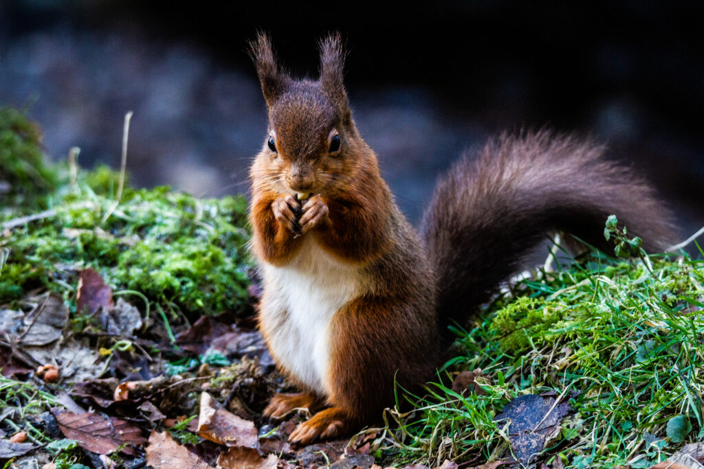 Red Squirrel on woodland floor eating