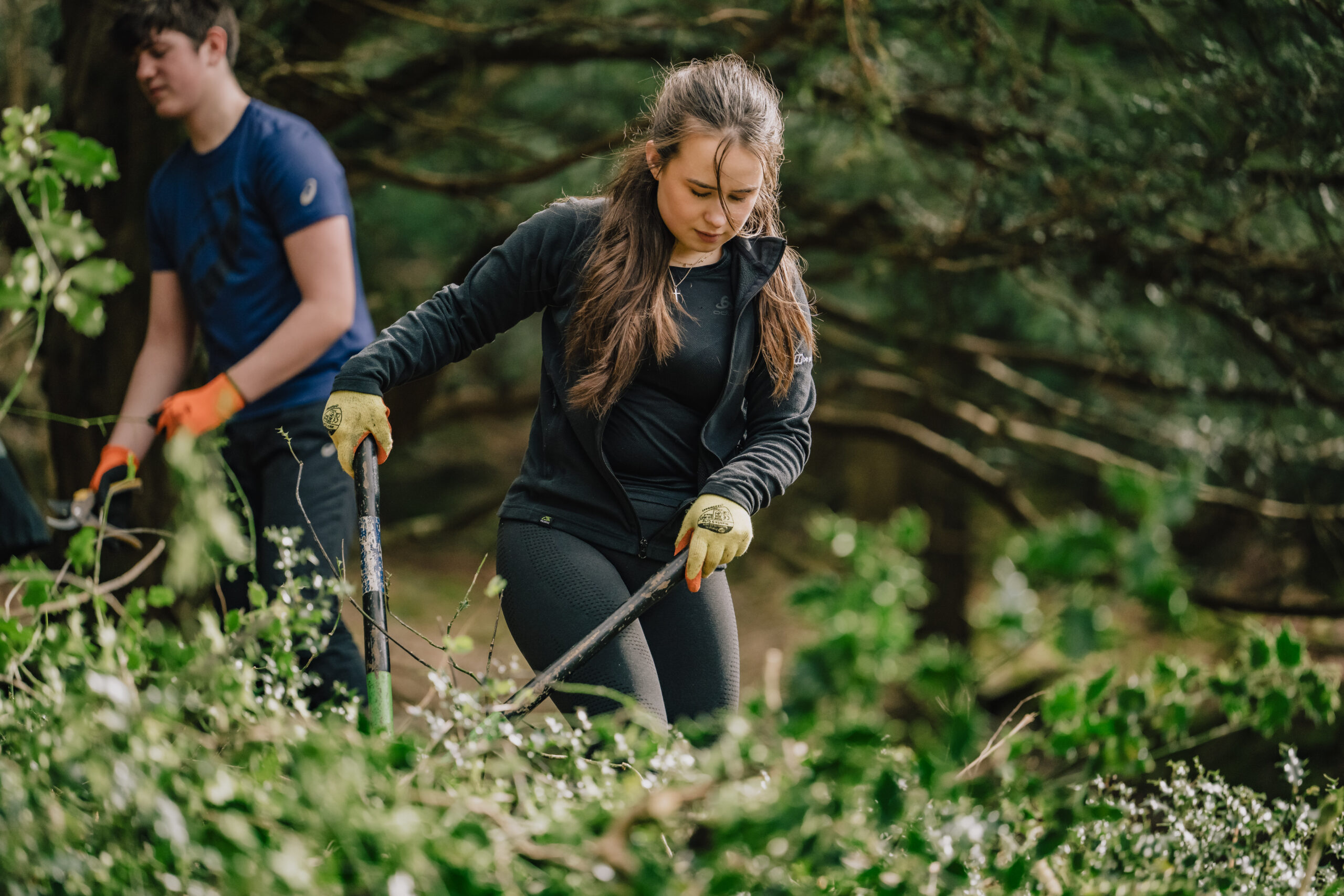 Woodland holly clearance at Haverthwaite Heights