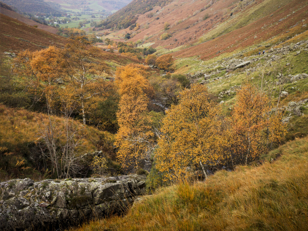 Borrowdale valley in autumn with orange leaved trees