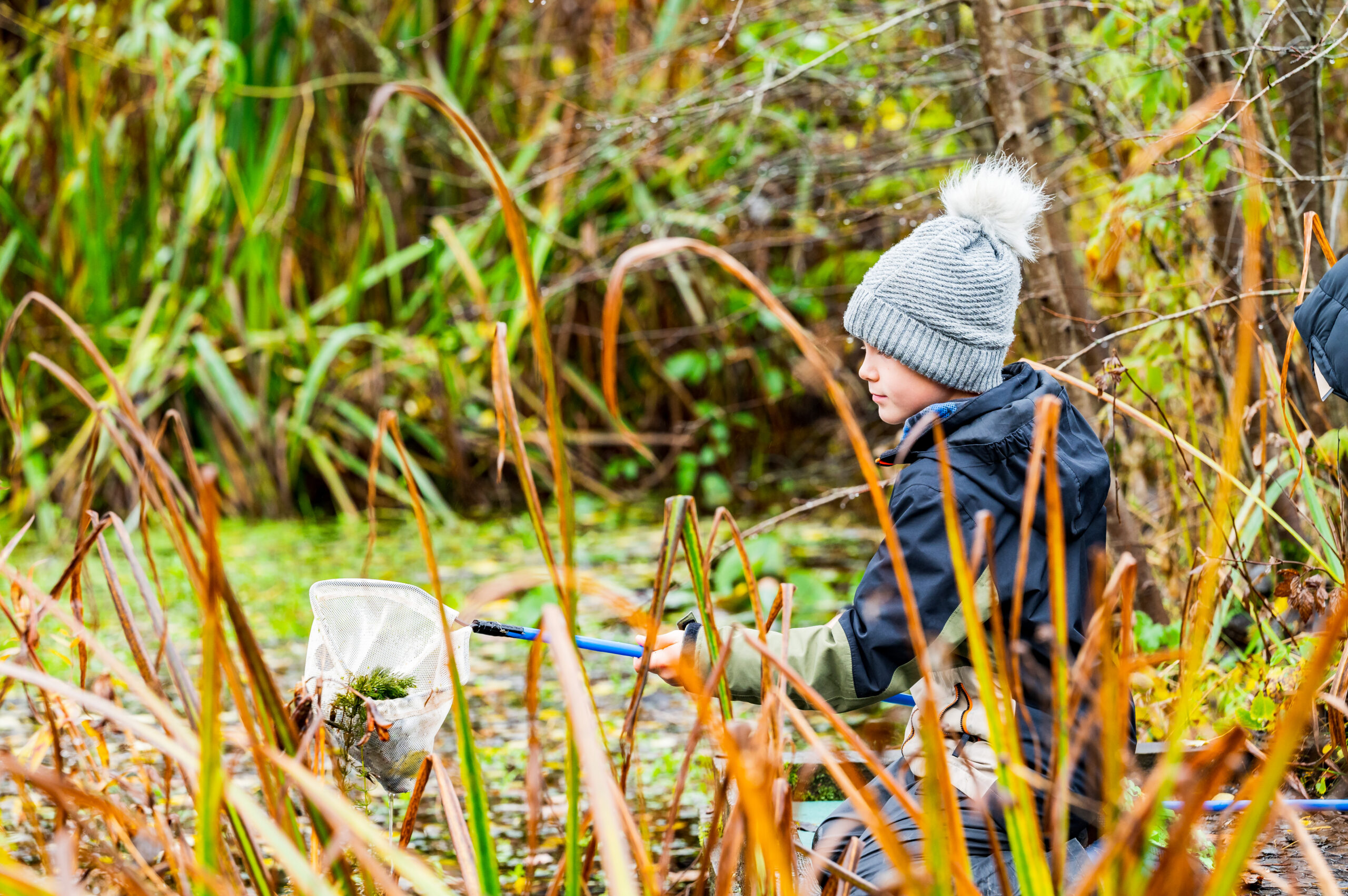 Young child sat amongst orange and green reeds and tall grasses. The child is wearing a grey knit bobble hat and navy coat, holding a white pond net above a vegetation covered pond