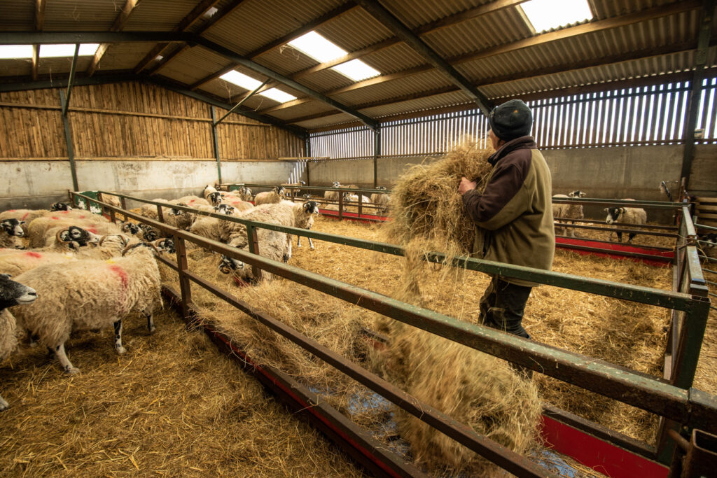 farmer in sheep barn sorting hay