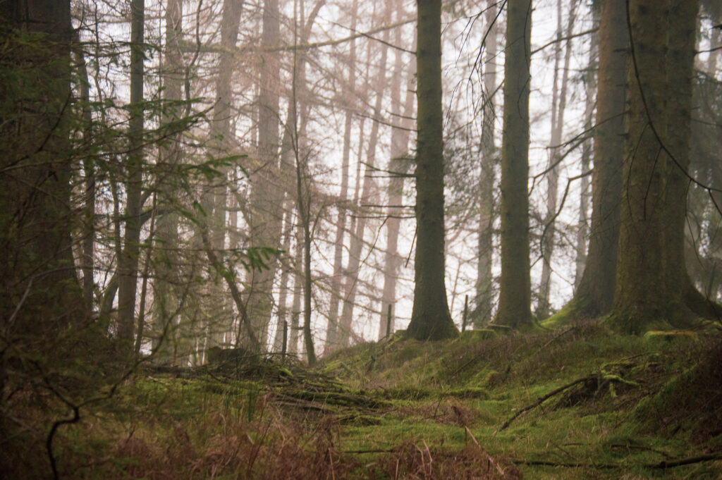Grizedale Forest orange brown conifer trees