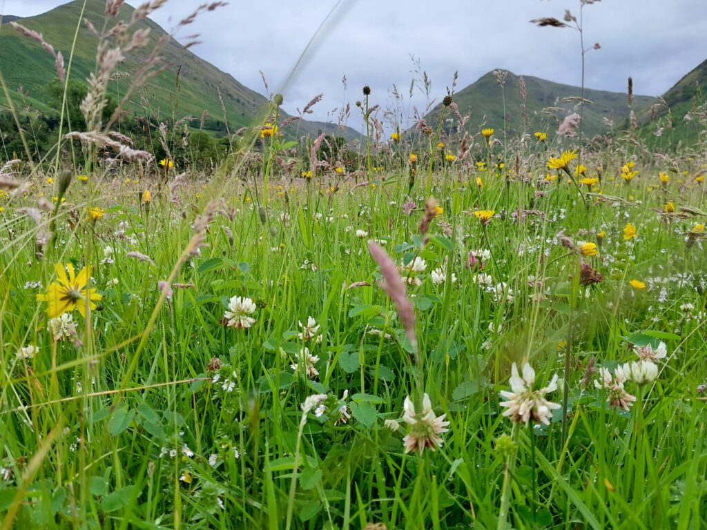 close up of wild flowers in a hay meadow with fells in the distance