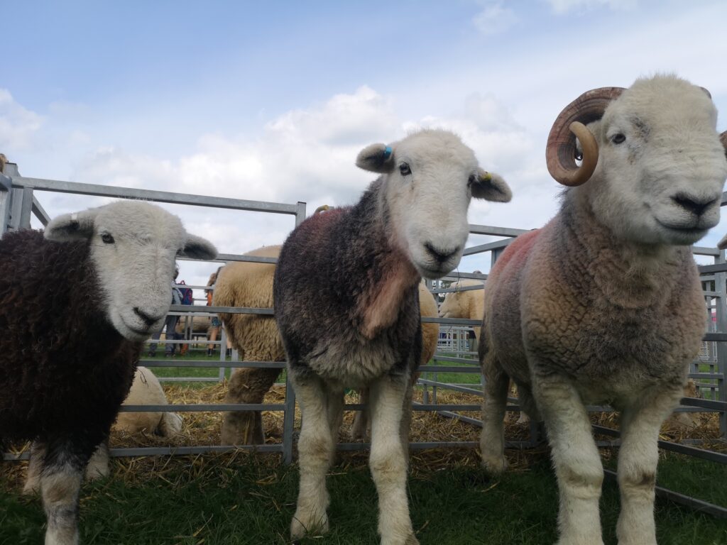 Herdwick sheep at county show looking at camera