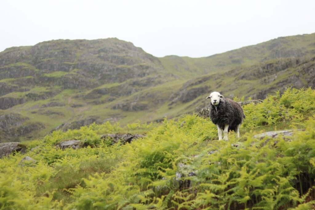 Herdwick sheep on a fell amongst bracken