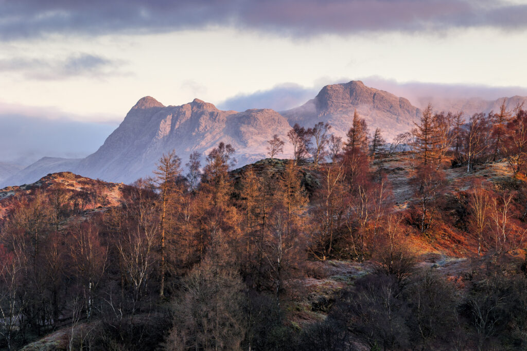 Langdale fells on a pink and orange sunset. Tall orange trees are in front of snow dusted fells